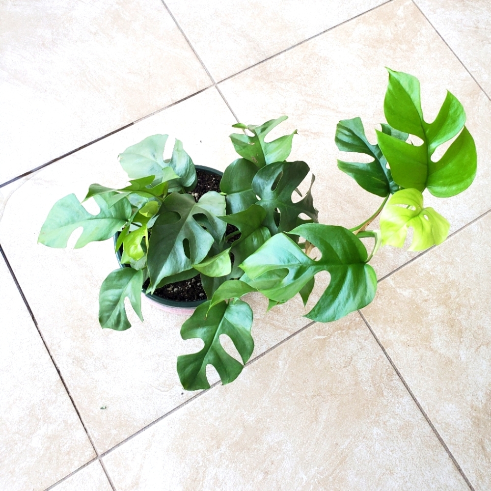 SOLD Rhaphidophora Tetrasperma | 5.5" pot - Picture 4 of 10